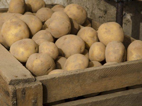 Картошка в домашних условиях и как хранить в разных местах