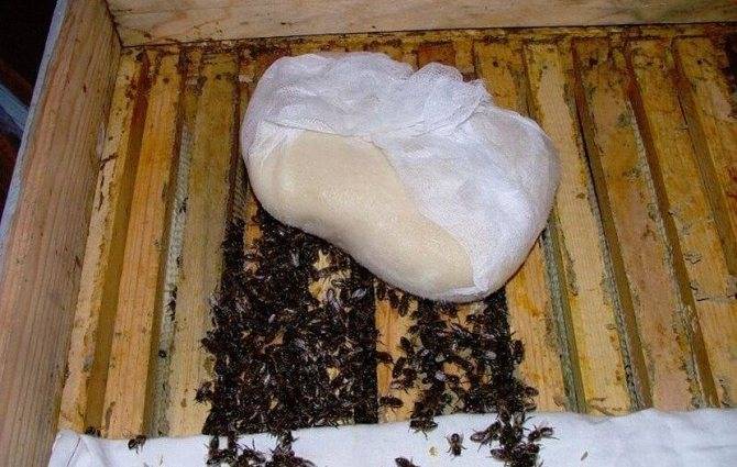 Кормление пчёл сахарным сиропом