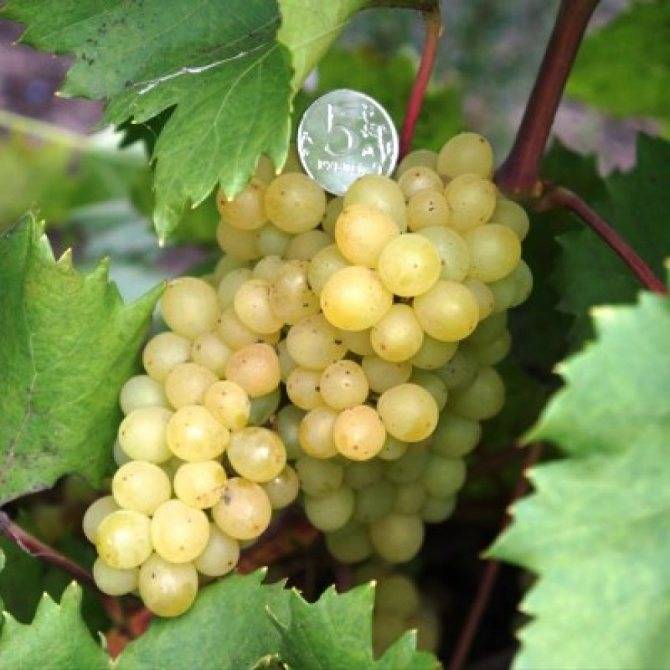 Описание сорта и правила выращивания кишмишного винограда 342