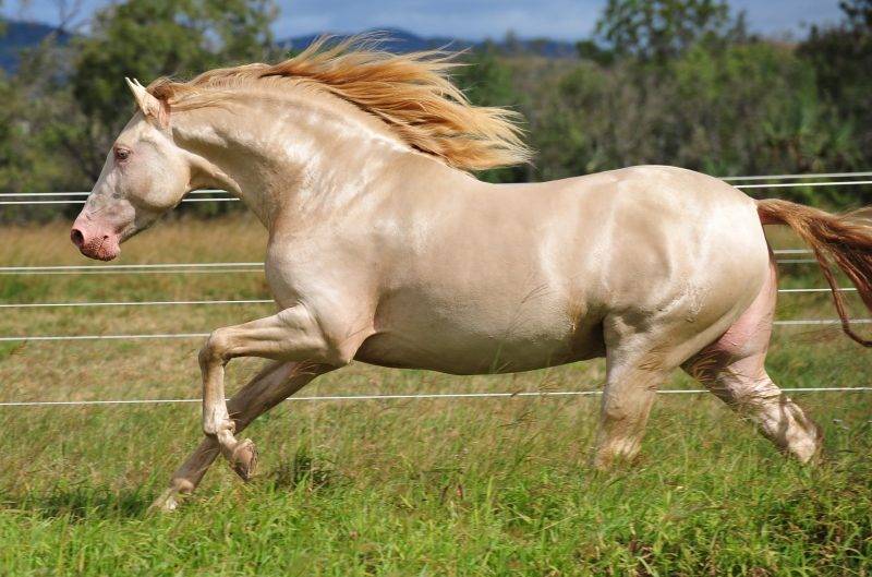 Изабелловая масть лошадей: история, кормление и содержание