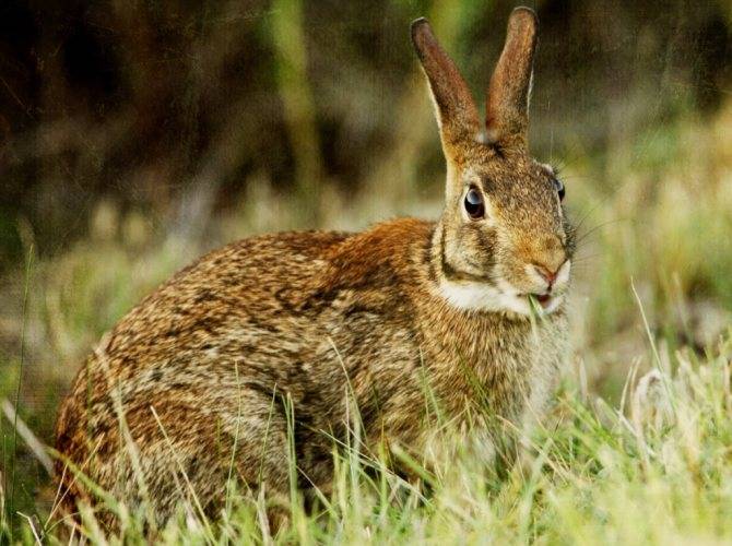 Почему у кроликов отказывают задние лапы, и что с этим делать