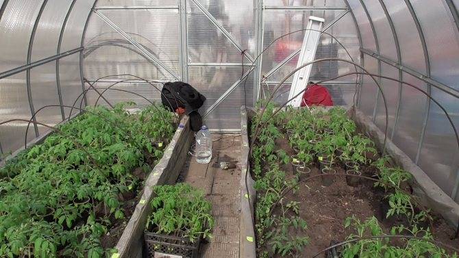 Подготовка почвы в теплице под помидоры весной: обработка грунта, как сделать грядку, высадка рассады, фото, видео