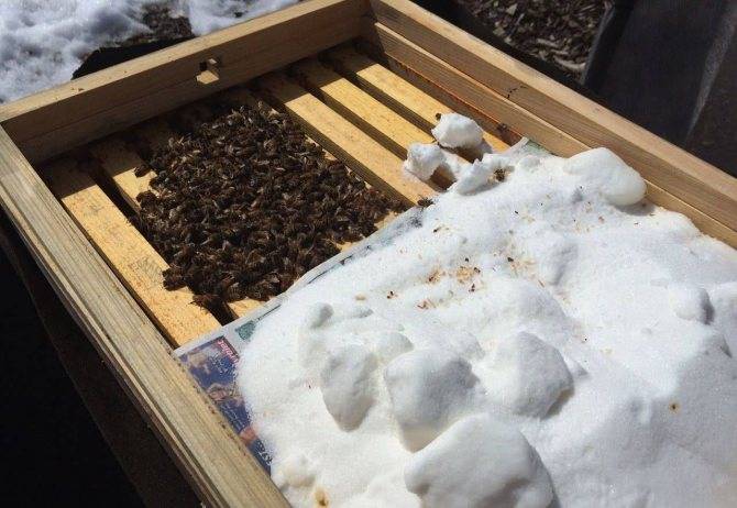 Сироп для пчел: подкормка круглый год, как сварить, из чего делать, инвертирование сахара