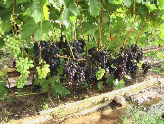 Сорт винограда надежда азос, описание сорта с характеристикой и отзывами, а также особенности посадки и выращивания, фото