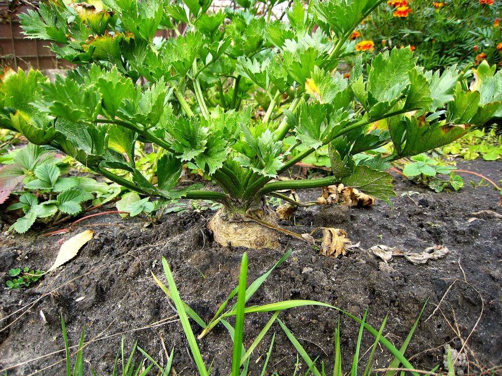Сельдерей: выращивание и уход в открытом грунте черешкового, корневого и листового сельдерея