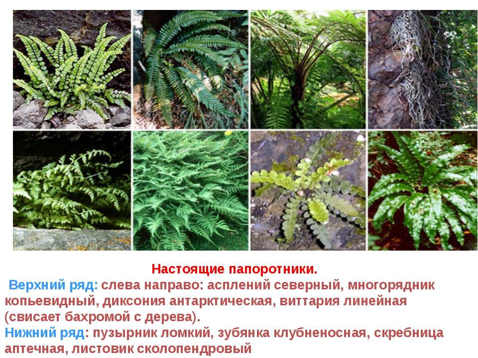 Самые эффектные садовые папоротники. список видов с фото — ботаничка.ru