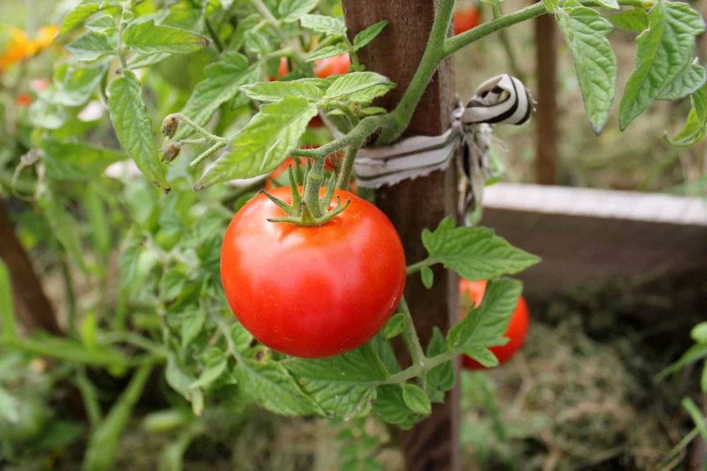 Чем следует подкормить помидоры после высадки в теплицу, в грунт чтобы они были толстенькие и вкусные (фото & видео)+отзывы