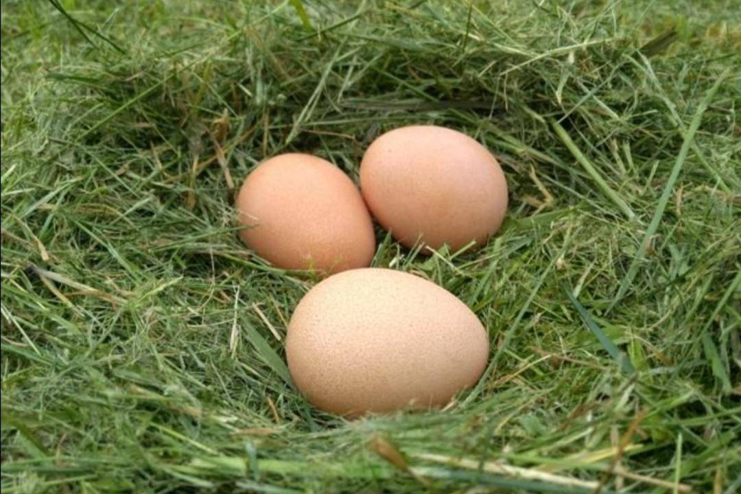Польза и вред яиц цесарки для организма, способы употребления