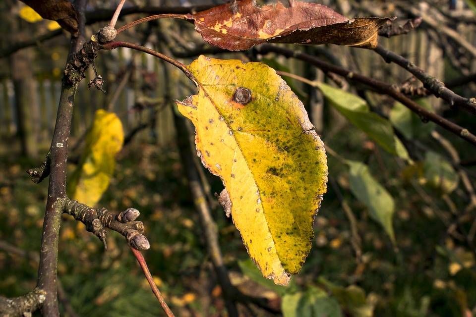 Почему желтеют листья на яблоне летом, как бороться