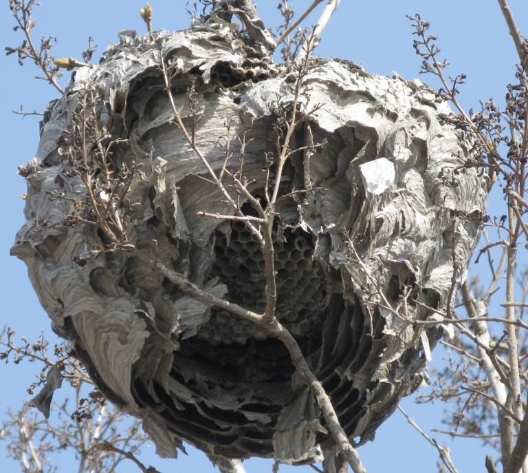 6 способов уничтожения гнезда шершней