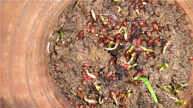 Выращивание туи из семян: это интересно