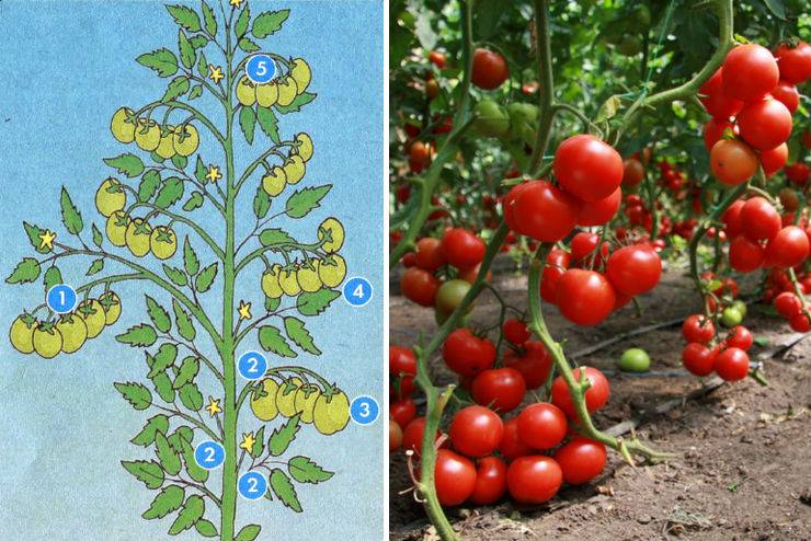 Как формировать помидоры в теплице правильно: схема куста и стебля, фото и видео