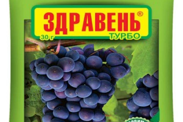 Здравень виноград турбо  — отзывы, описание