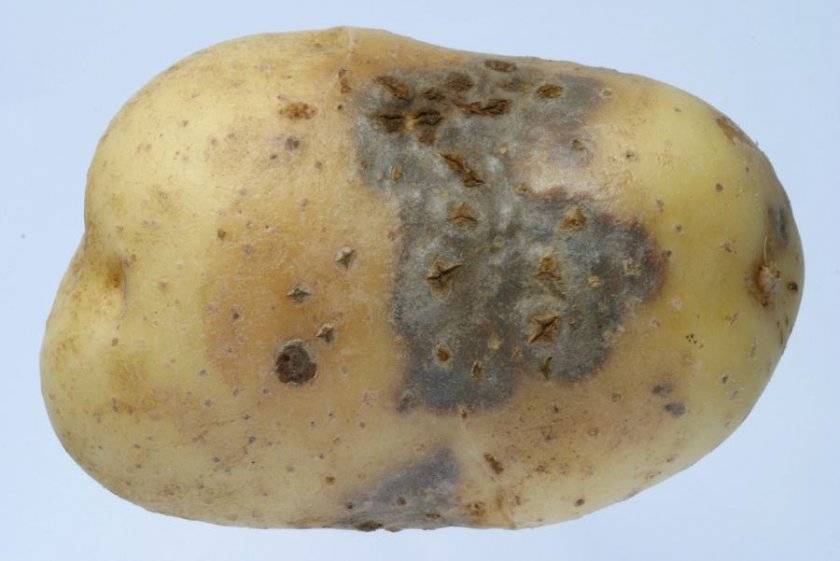 Болезни и вредители картофеля: описание и способы борьбы