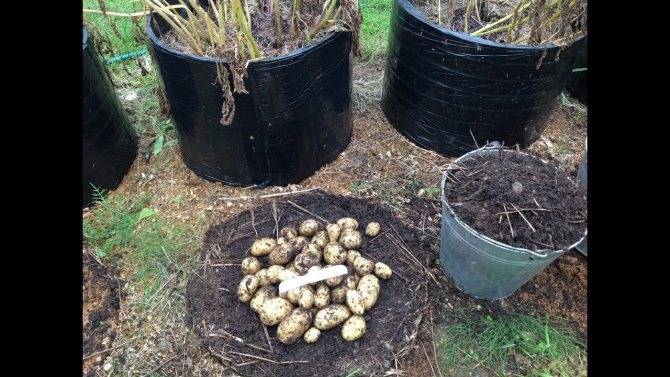 Правила выращивания картофеля в мешках