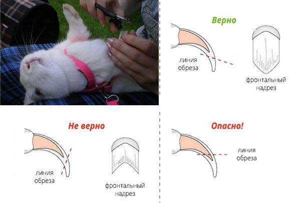 Как стричь когти кролику: 14 шагов (с иллюстрациями)