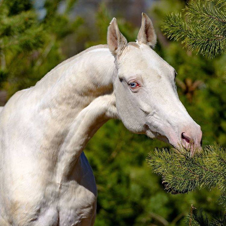 Изабелловая порода лошади