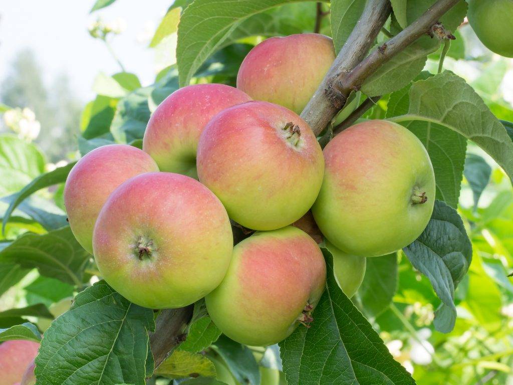 Ранние сорта яблонь: какие самые лучшие скороспелые деревья, а также их фото и описание