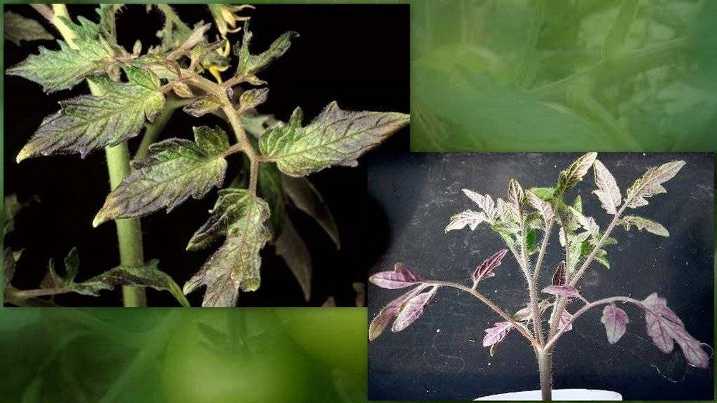 Почему рассада помидор фиолетовая и плохо растет, что делать с листьями