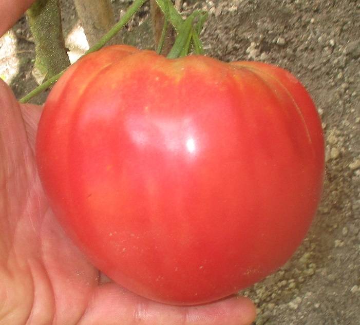 Сорт помидоров, который точно вас не разочарует — томат «шапка мономаха»