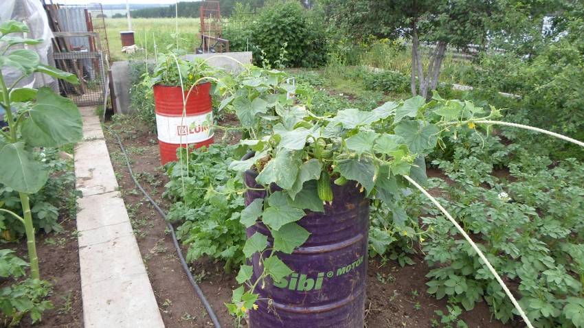 Огурцы в бочке: выращивание пошагово - посадка и как посадить, куда ставить на даче бочонок, как выращивать и вырастить