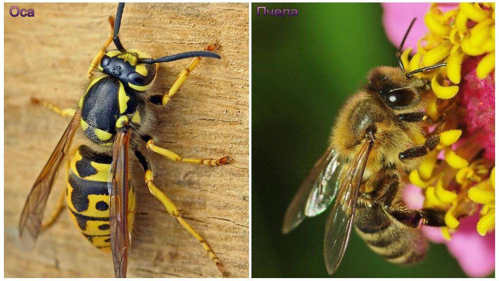 Различия осы и пчелы с фото: что общего, отличие пчелы от осы с фото