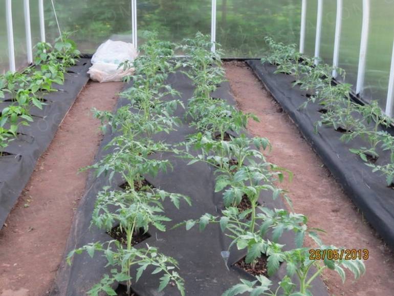 Как посадить рассаду помидор в открытый грунт правильно: сроки и схемы посадки, подготовка почвы и правила высадки рассады — как правильно сажать помидоры в открытый грунт рассадой