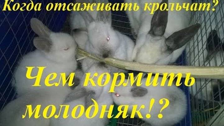 Случка кроликов: как и когда размножаются кролики