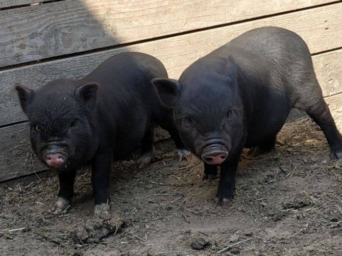Опорос вьетнамских свиней в домашних условиях и как определить беременность: описание с видео