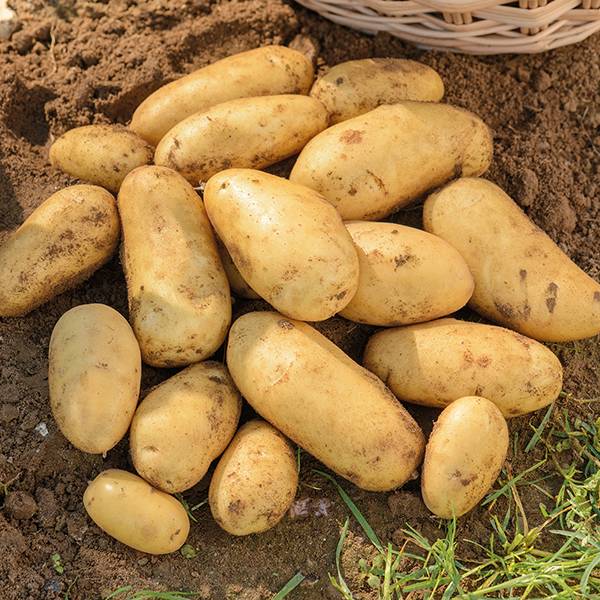 Описание и характеристика картофеля «бельмондо». выращивание и уход за этим сортом