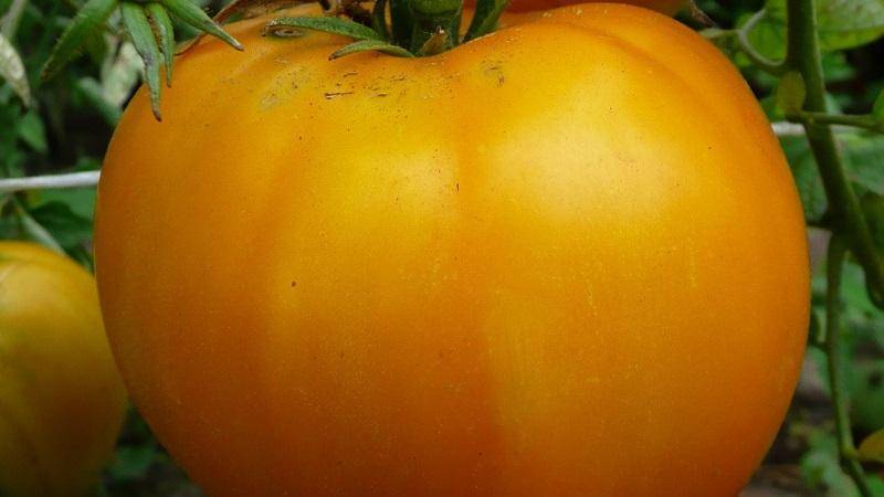 Томат алтайский оранжевый: отзывы, характеристика и описание, фото