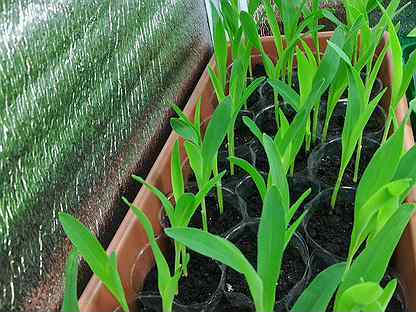 Когда и как сажать кукурузу на рассаду и в открытый грунт