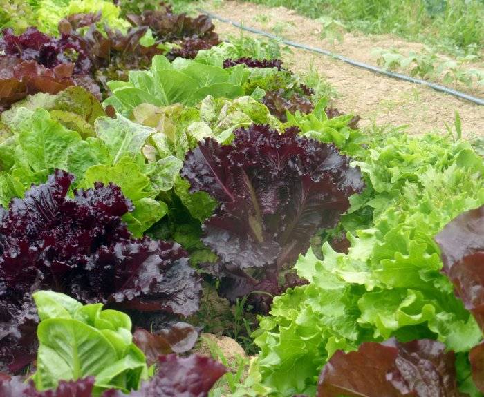 9 лучших овощных салатов, которые стоит посеять уже в этом сезоне. описание, сорта, фото — ботаничка.ru