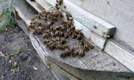 Технология сезонной (весенней и осенней) подкормки пчел