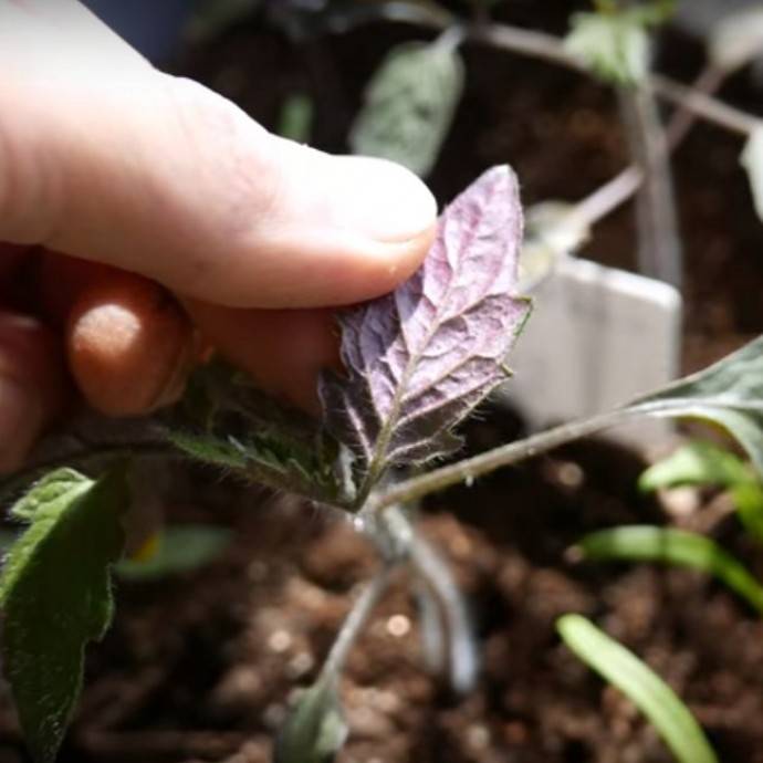 Почему у рассады помидоров фиолетовые листья, стебель: причины, что делать, чем подкормить