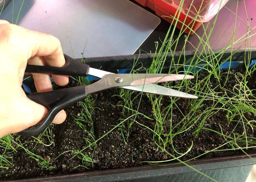 Лук-порей: выращивание и уход в открытом грунте, когда сеять на рассаду и высаживать, посадка семян в сибири, сорта, инструкция в видео