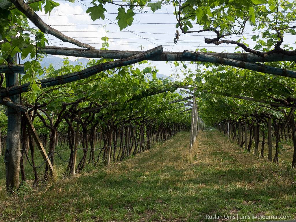 Изготавливаем шпалеру для винограда своими руками — шпалера как основа урожайности