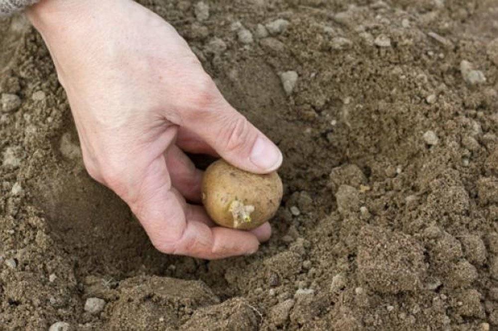Способы посадки картофеля: как правильно и на какую глубину сажать