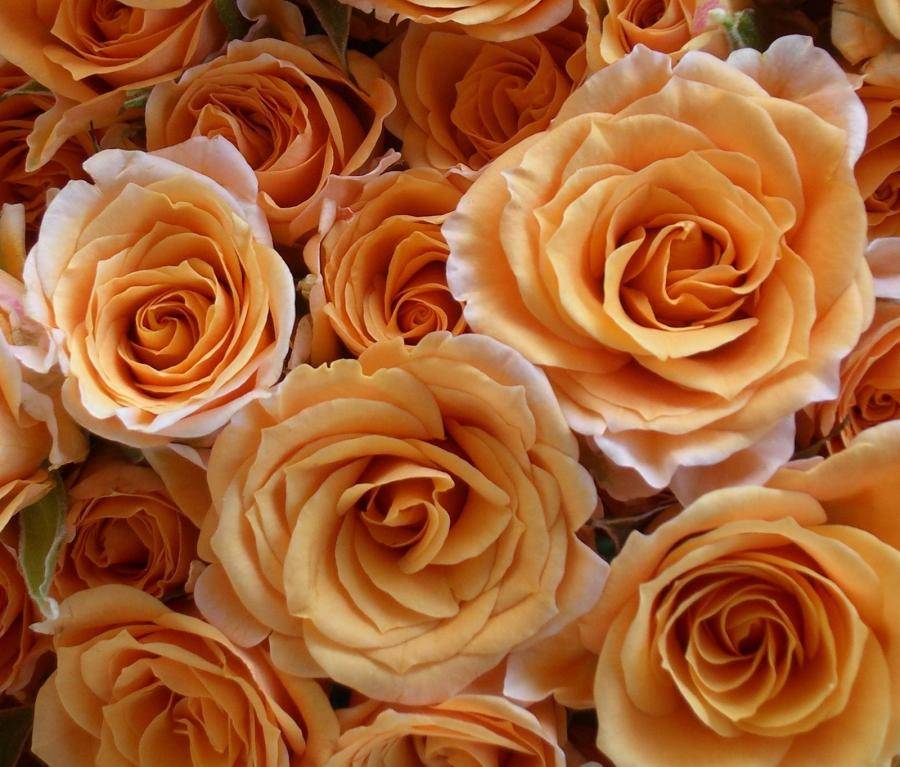 Режь с умом — будешь с цветком, или летняя обрезка роз