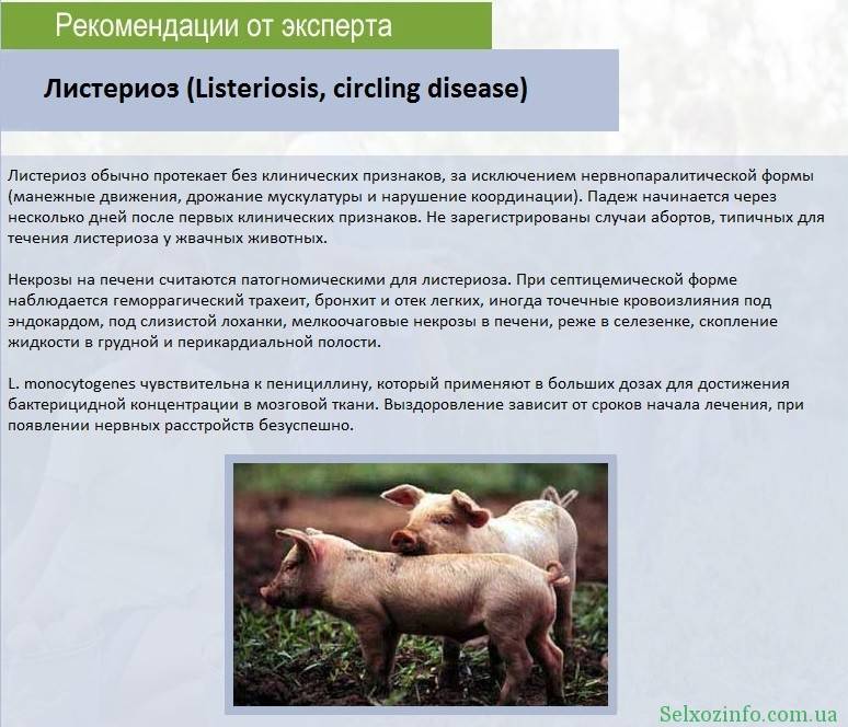 Пастереллез у свиньи - симптомы, диагностика и лечение