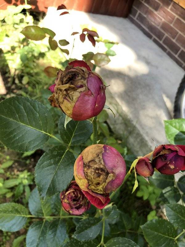 Болезни роз | что делать с почерневшими побегами розы после зимы