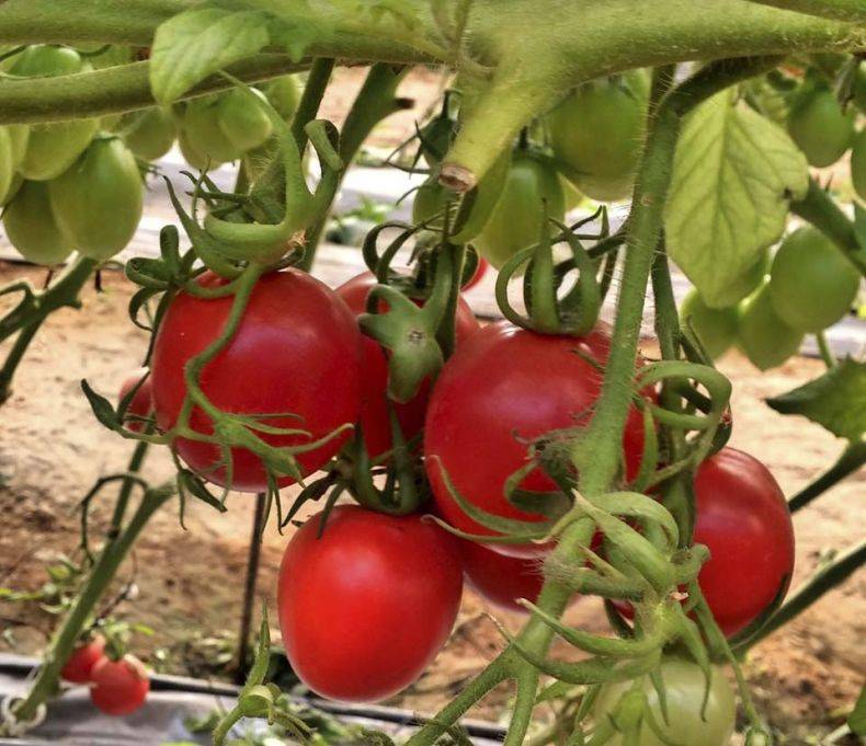 Как формировать помидоры в теплице пошаговое фото схема