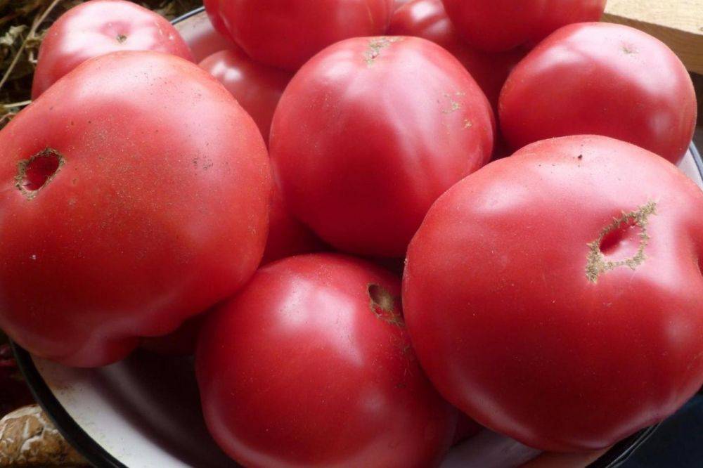 Шапка мономаха: описание сорта томата, характеристики помидоров, посев