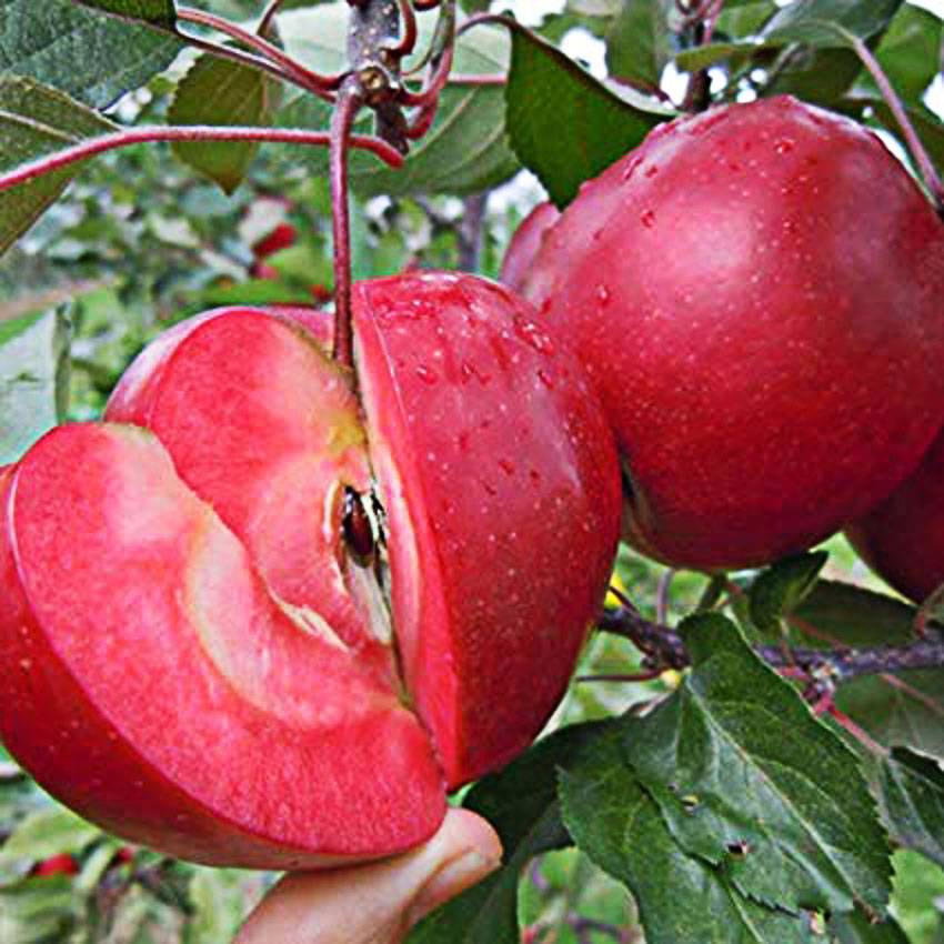 О сорте яблок Розовый Жемчуг: описание и характеристики сорта, посадка и уход
