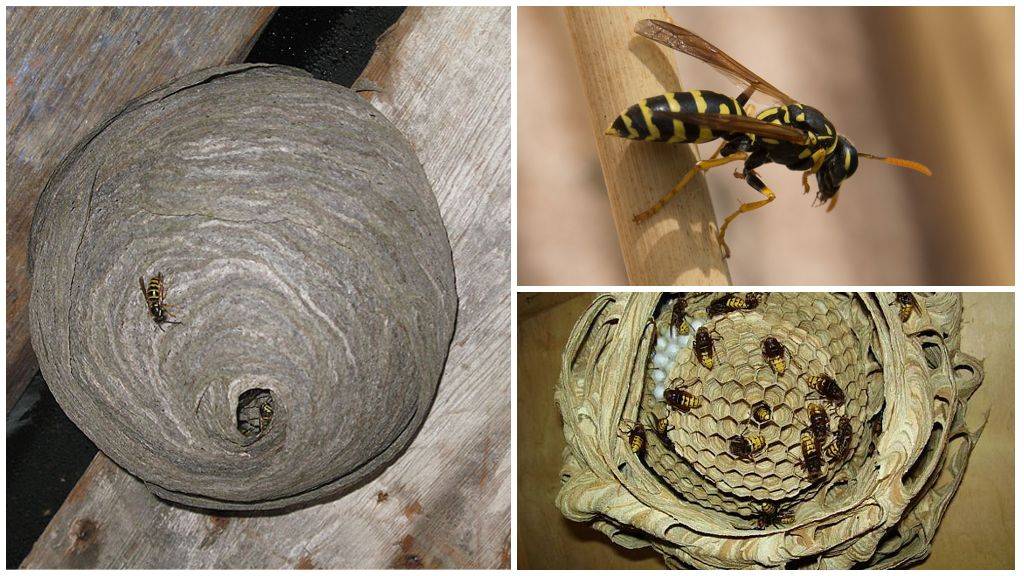 Как избавиться от ос в доме и на даче: основные способы и меры предосторожности. как избавиться от ос на даче – проверенные способы борьбы с насекомыми