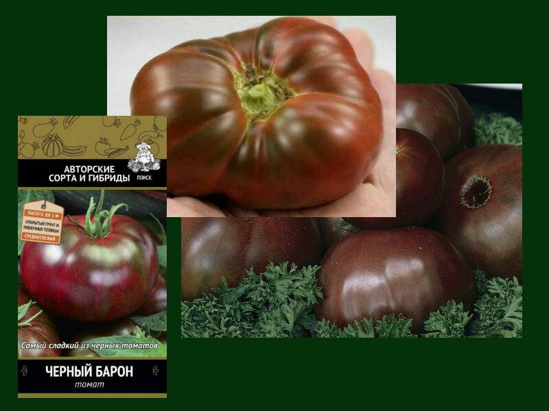 Томат черный барон: описание, характеристика, урожайность сорта, особенности выращивания, отзывы, фото