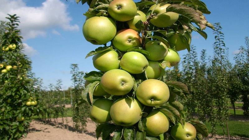 Компактная, высокоурожайная колоновидная яблоня президент и ее характеристики