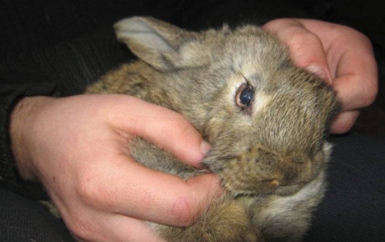 Миксоматоз у кроликов: лечение и профилактика в домашних условиях