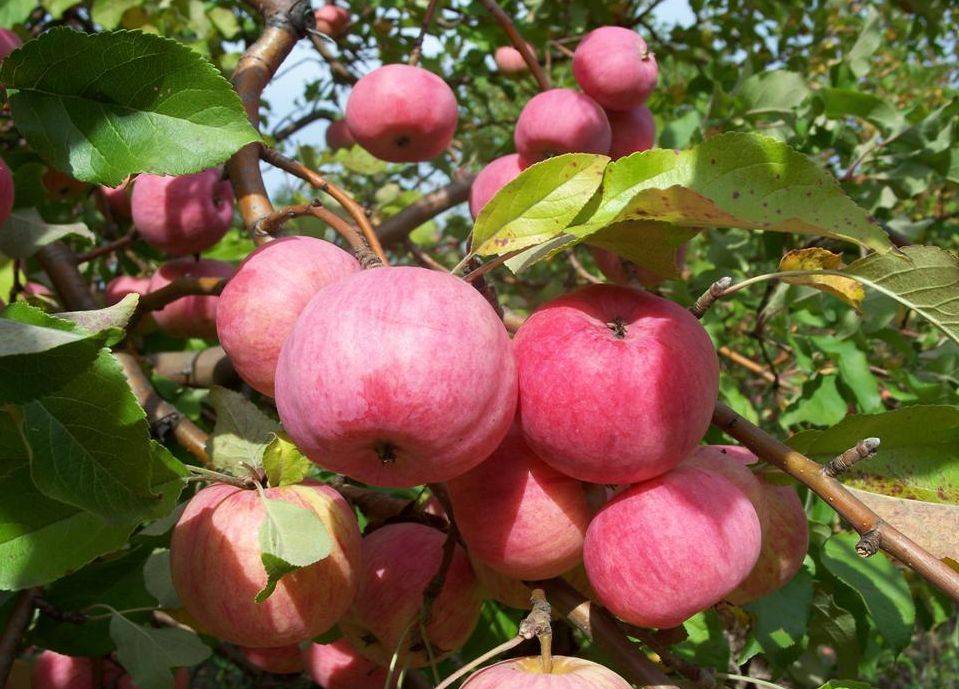 Сорт яблок бессемянка мичуринская