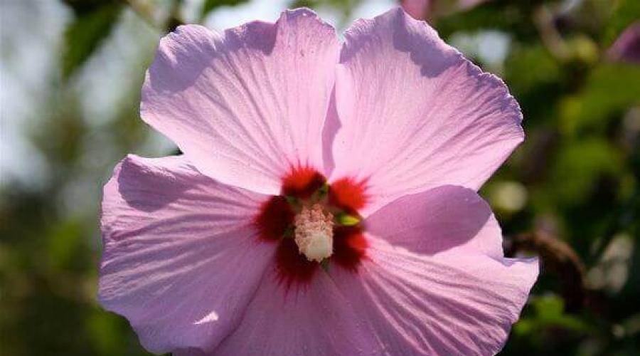 Гибискус садовый: типичный уход и способы размножения